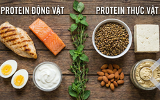 Protein động vật v&#224; protein thực vật - loại n&#224;o tốt hơn?