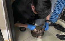 Giải cứu 12 c&#225; thể động vật qu&#253; hiếm c&#243; nguy cơ tuyệt chủng