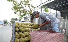 Gi&#225; sầu ri&#234;ng nghịch vụ biến động, nh&#224; vườn Đồng Th&#225;p vẫn thu l&#227;i kh&#225; cao