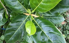 5 c&#225;ch d&#249;ng l&#225; m&#237;t chữa bệnh