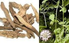 7 vị thuốc tốt cho người bị gãy xương