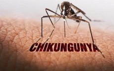 Bệnh Chikungunya từng lưu hành ở Việt Nam, TPHCM nguy cơ tái xuất cao