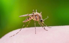 HIV có lây qua muỗi đốt không?