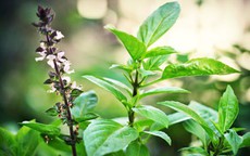 3 hỗn hợp xông hơi giảm nghẹt mũi và đau họng