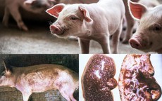 Điều gì xảy ra khi ăn phải thịt lợn bị dịch tả châu Phi?