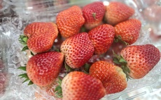 Dâu tây Sơn La 'nhuộm đỏ' chợ Việt