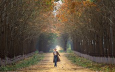 Đẹp hút hồn rừng cao su mùa thay lá ở Tây Nguyên