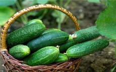 Cách sử dụng dưa chuột hỗ trợ hạ mỡ máu