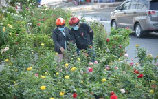 TP Hồ Chí Minh: Tái hiện không gian Tết sông nước với chợ hoa xuân 'Trên bến dưới thuyền'