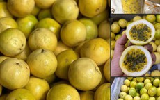 Chanh leo Hoàng Kim có gì đặc biệt mà được nhiều người tiêu dùng săn lùng tìm mua?