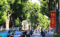 Hà Nội sẽ trồng một loài cây chủ đạo trên mỗi tuyến phố