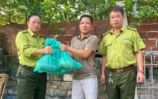 Người dân bắt được trăn đất quý hiếm trong lúc làm tường bao