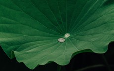 Uống trà lá sen có giúp giảm cân không?