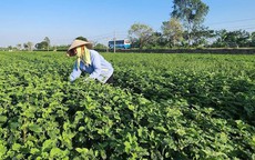 Từ những chuyến đi tìm cây thuốc đến hành trình bảo tồn giá trị dược liệu Việt