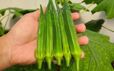Đậu bắp vị thuốc quý dân dã giúp hạ đường huyết và bảo vệ tim mạch