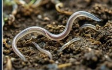 Nhiều người ở Khánh Hòa nhiễm loại giun mà bác sĩ cảnh báo cần điều trị sớm