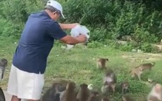 Người đàn ông cho khỉ ăn bất chấp biển cấm rồi thản nhiên vứt rác bừa bãi
