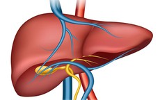 Dấu hiệu cảnh báo gan đang tổn thương cần đi khám ngay