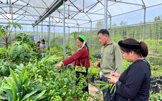 Khi người dân trở thành mắt xích trong chuỗi giá trị dược liệu