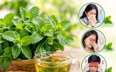 Bạc hà: Vị thuốc Nam quen thuộc và những bài thuốc chữa bệnh thường gặp