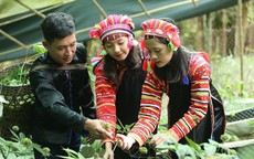 Giữ gìn nguồn tài nguyên quý cho tương lai dược liệu Việt