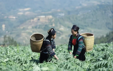 Bảo tồn nguồn gen mở hướng phát triển dược liệu bền vững