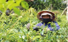 Chuẩn GACP-WHO: Bước tiến nâng giá trị dược liệu Việt