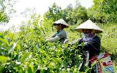 Chuẩn hóa vùng trồng, nâng cao giá trị dược liệu Việt