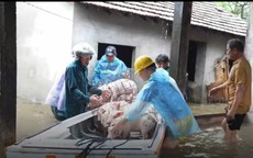 Quảng Ngãi ngập sâu, người dân tất tả bế lợn, di chuyển tài sản chạy lũ 