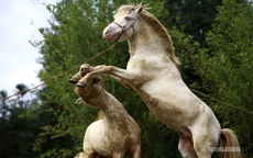 Chiêm ngưỡng ngựa bạch Hữu Kiên, 'báu vật' vùng cao giữa lòng Hà Nội