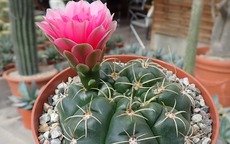 Hoa xương rồng nở