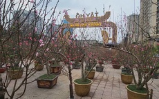 Chợ hoa Tết Tây Hồ: Đường phố thông thoáng, tiểu thương buôn bán trong trật tự