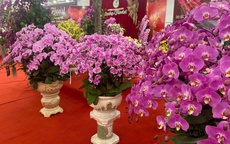 Lan Hồ Điệp Tết 2026: Giá leo thang những ngày cận kề năm mới