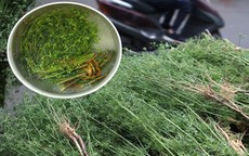 Vì sao nên tắm nước lá mùi già vào ngày cuối năm?