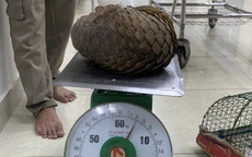 Gặp tê tê quý hiếm khi đi thả cua