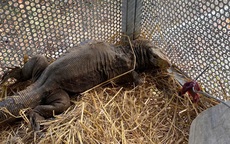 Cận cảnh động vật quý hiếm ‘ăn Tết’