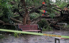 Hà Nội: Cây si cổ tại vườn hoa Lý Tự Trọng gãy đổ, 2 người bị thương