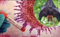 Lâm Đồng chủ động phòng, chống dịch bệnh do virus Nipah trong dịp Tết Bính Ngọ 2026