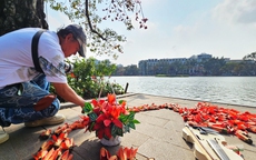 Hồ Gươm bừng đỏ mùa hoa gạo