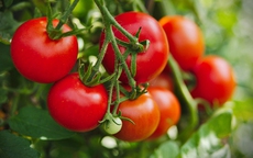 Người tăng huyết áp nên ăn cà chua sống hay nấu chín?