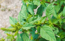 Công dụng chữa bệnh của cây rau dền gai