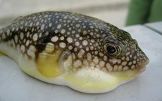 Ăn cá nóc, 3 người ở Cần Thơ nhập viện: Bộ Y tế khuyến cáo khẩn