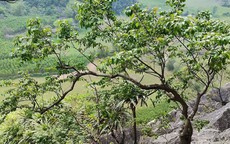 Cơn sốt cây Muội Hồng: Từ loài cây trên vách đá đến thú chơi ở bàn trà