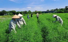 Bảo tồn nguồn gen dược liệu Việt: 'Chìa khóa vàng' cho phát triển bền vững ngành dược