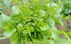 Giải nhiệt, nhuận tràng với rau mồng tơi