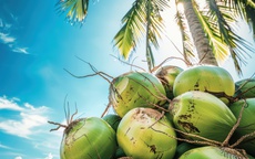 Uống nước dừa mỗi ngày có tốt không?