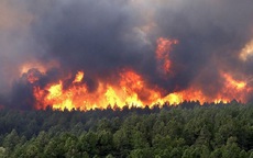 Cảnh báo sau những cơn mưa ngắn là nguy cơ cháy rừng tăng cao