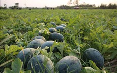 Giá dưa hấu xuống thấp, nông dân lao đao giữa vụ thu hoạch