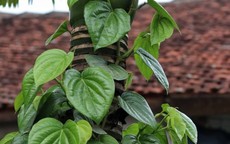 10 loại lá thảo dược hỗ trợ giảm cholesterol máu và bảo vệ động mạch