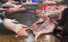 Phụ huynh 'đứng ngồi không yên' sau vụ 300 tấn thịt lợn nghi nhiễm bệnh được 'tuồn' ra thị trường